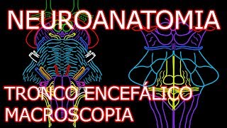 Aula Neuroanatomia  Tronco Encefálico Tronco Cerebral  Neuroanatomia Humana 7 [upl. by Xela]