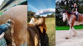 🐴Horse TikToks That Went Viral 1 [upl. by Soluk]