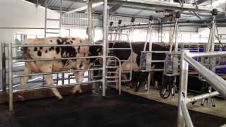 Waikato Rotary Milking Parlour  Waikato SA Installation [upl. by Orlena]