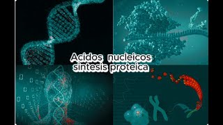 Acidos nucleicos y sintesis proteica [upl. by Etnelav763]