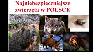 Najniebezpieczniejsze zwierzęta w POLSCE [upl. by Notniuq]