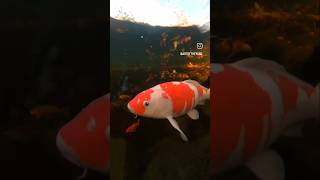 Got to watch what you have to drink around the koi pond koifishpond koi koipond underwater [upl. by Annah]