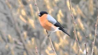 der Ruf des Gimpel  Dompfaff Bullfinch Vogelstimmen Gesang [upl. by Sidras]