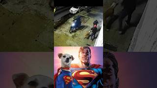 Dog attack on robber superman dog [upl. by Assirrec]