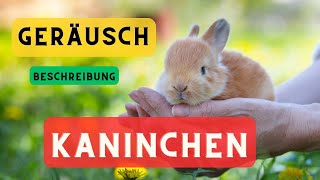 Kaninchen geräusche und Beschreibung 🐇 Kaninchen Geräusche Hase Geräusche 🔈 Hase Laute [upl. by Aihtnyc301]