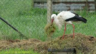 la cigogne prépare son nidnotre belle Nature [upl. by Yahs]