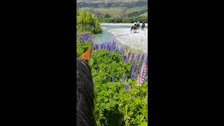 Horse Riding Glenorchy New Zealand [upl. by Karney]