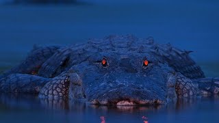 GUSTAVE  The Most Dangerous Nile Crocodile in the World [upl. by Ahsatniuq]