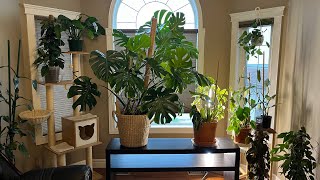 Houseplant Chores and Care  Outside Plants Fall 2024 no talking 🇨🇦 [upl. by Dallas665]