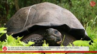 Fernandina Giant Tortoise Rises From The Grave [upl. by Alywt]