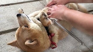 お手を空振りしたのが恥ずかしくてナデナデを要求してごまかす柴犬 Shibe fail to give his paw but he acted as if it nothing happened [upl. by Papert732]