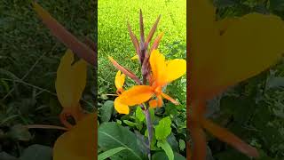 freshness with flowers flowers gardening nature shortfeed shorts viral [upl. by Niawtna473]