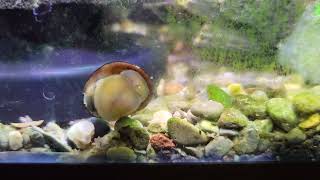 nerite snail hard at work [upl. by Bysshe921]