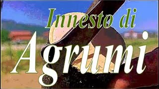 INNESTO DI AGRUMI  starring Uncle Sisto [upl. by Bick]