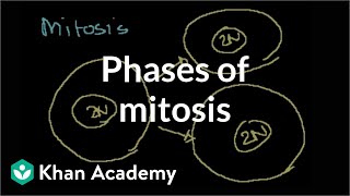 Phases of Mitosis [upl. by Arot]