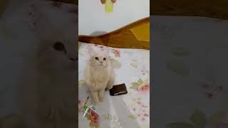 Tumak tumak😻💗 comedy funny podcast music song fact trending cat catfood catvideos [upl. by Ardine683]