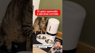 Este gato aprendió a servirse comida solo 😹🥗 [upl. by Yrtua]