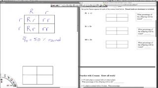 Punnett Square Practice 1 [upl. by Axe]