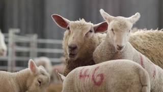 Successful Lambing Top Tips  Lamlac [upl. by Eicyal]