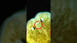 This microscopic worm has two heads and three eyes [upl. by Alul635]