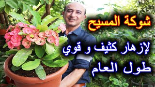 العناية و الإكثار من نبتة شوكة المسيح و إزهار كثيف طول السنة [upl. by Hill]