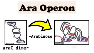 Arabinose Ara Operon araC and DNA looping deepdive video [upl. by Herb497]