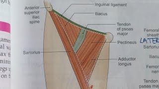 FEMORAL TRIANGLENOTESBDCHAURASIALOWER LIMB ANATOMY [upl. by Ueih]