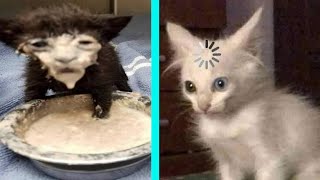 BEST DANK CAT MEMES COMPILATION OF 2020 PART 10 from TikTok [upl. by Titania]