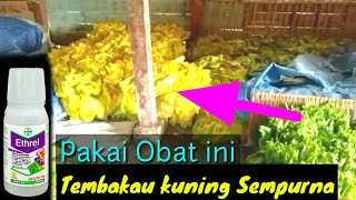 CARA MENJADIKAN TEMBAKAUNYA KUNING SEMPURNA [upl. by Nnaerb962]