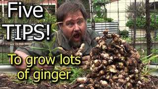 5 Tips How to Grow a Ton of Ginger in One Container or Garden Bed [upl. by Ainadi357]