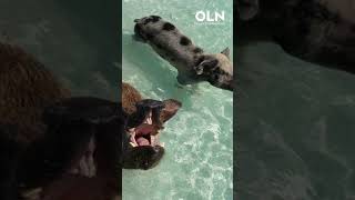 Snacky time 🥕🐽 OceanLifeNetwork pigbeach bahamas [upl. by Onitsirc]