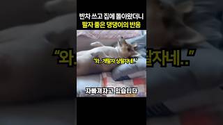 “개팔자 상팔자라더니” 반차 쓰고 집에 돌아왔더니 팔자 좋은 댕댕이의 반응 [upl. by Raffo]