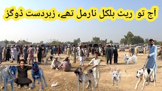 Pakistan famous dog market  Bully Attack 😱 Kohati gultair  Latest update [upl. by Sulohcin]