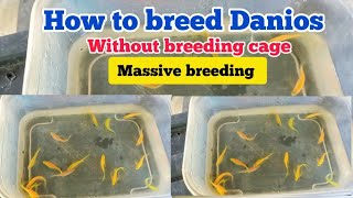 How to breed Danios Fish  Without using breeding cage  Massive breeding Of Danios Fish [upl. by Oleusnoc976]