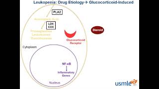 Leukopenia USMLE [upl. by Aynatahs]