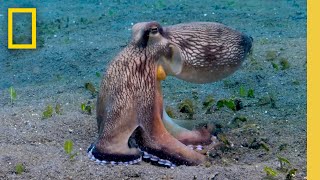 Watch this Octopus Devour Crabs as It Jumps in the Water  Insane Animals  Secrets of the Octopus [upl. by Ilrebmyk]