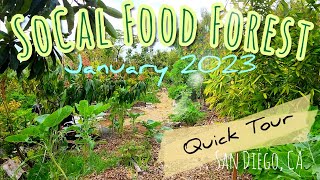 San Diego Food Forest Garden Winter January 2024 6th Year [upl. by Eita]