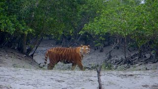 Feared Loved Worshipped The Enigma of the Sundarbans Tiger [upl. by Irelav972]