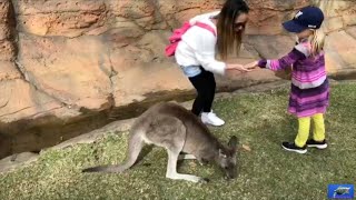 KANGAROOS AT THE AUSTRALIAN REPTILE PARK 🤣🍺🍻 australia kangaroo [upl. by Rexferd892]