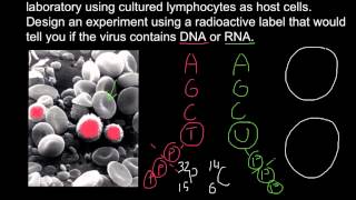 How to determine if virus DNA or RNA based using radioactive labeling [upl. by Alfons198]