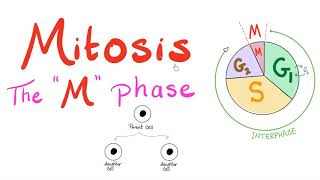 Mitosis  Cell Division  The M Phase of the Cell Cycle  Biology for MCAT DAT SAT ACT AP Bio [upl. by Eduino]