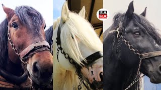 NAJTEŽI I NAJJAČI KONJI BALKANA  DRAFT HORSES [upl. by Neerihs]