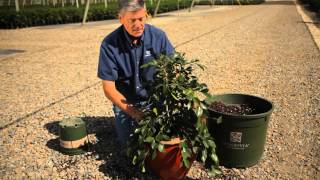 How to Plant Camellias in Pots  Garden Savvy [upl. by Aynot]