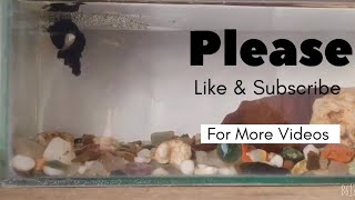 Betta fish breedingBetta fish breeding kaise kare [upl. by Ikcin]