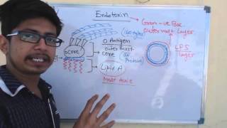 Endotoxin  lipopolysaccharide or LPS [upl. by Andriette]