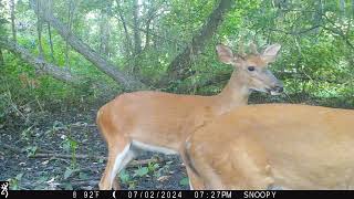 Maurepas Swamp WMA Trail Cam Videos MayJuly [upl. by Annuhsal]