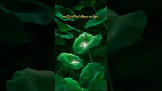 කතාව ඇත්ත බලන්න☺️😊😊 [upl. by Milly]