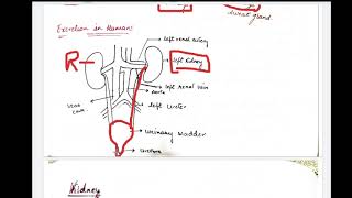 class 10 excretion [upl. by Onairam]