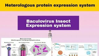 Baculovirus Insect Expression System in Hindi [upl. by Babcock]