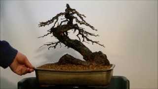 Yamadori Larix decidua Repotting 3 [upl. by Adamo]